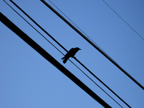 crow.jpg